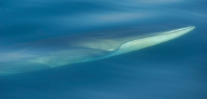 Fin Whale surfacing next to the boat